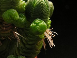 Vzdušné kořeny na stoncích Crassula pyramidalis