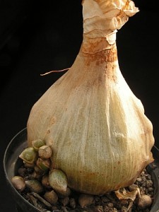 Dceřinné cibulky na Ornithogalum longibracteatum