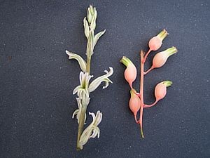 2. Květy rodů Hawortia (vlevo) a Gasteria (vpravo) je nejvhodnější opylovat pomocí vlasce, tenkého listu tilandsie, případně můžeme květ mírně natrhnout a použít tenký štěteček.