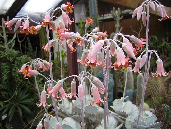3. Dospělé rostliny druhu Cotyledon undulata v naší sbírce kvetou v březnu a dubnu. Nápadné jsou blizny přesahující prašníky.