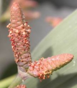 6. Welwitschia mirabilis - samčí květenství.