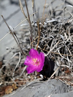 Grahamia coahuilensis 