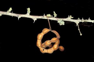 3. Acacia tortilis, lusk se semeny. 3. Acacia tortilis, lusk se semeny.