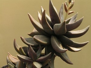 Echeveria humilis