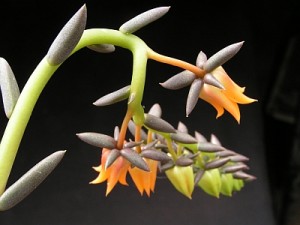 Echeveria humilis - květenství