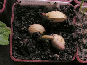 Jatropha cinerea Jatropha cinerea