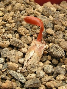 Welwitschia mirabilis Welwitschia mirabilis