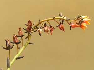 Echeveria humilis - odkvétající květenství