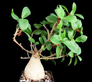 Hydnophytum moseleyanum