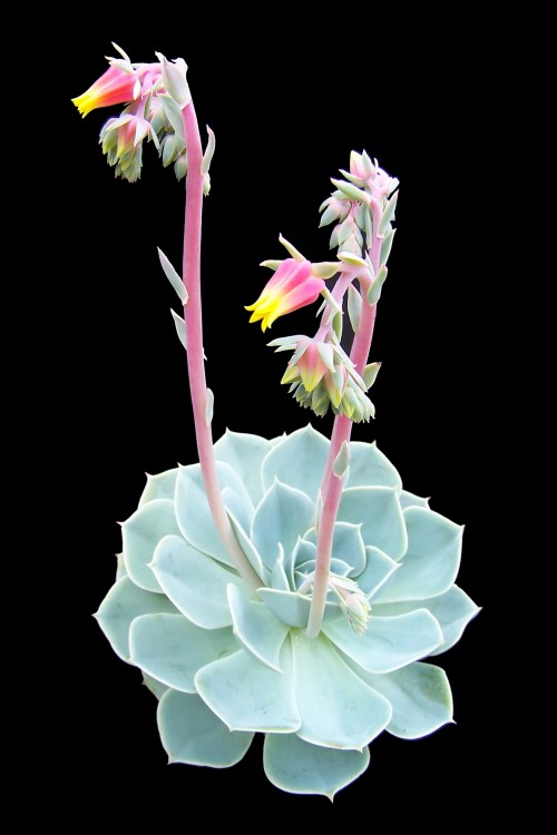 echeveria-metalica.jpg