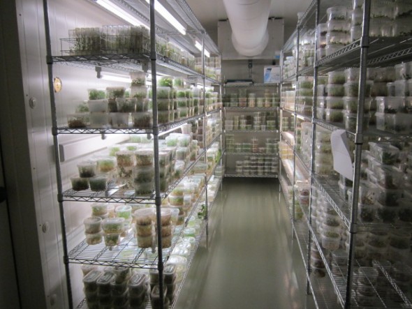 Speciální chladící místnost pro genofond ohrožených nebo vyhynulých druhů sukulentů.