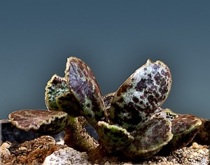 Adromischus f.Bryan Makin