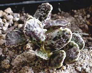 Adromischus f.Bryan Makin