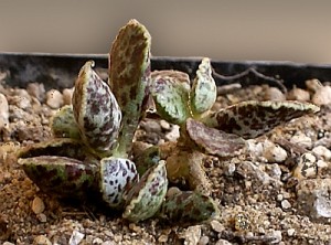 Adromischus f.Bryan Makin