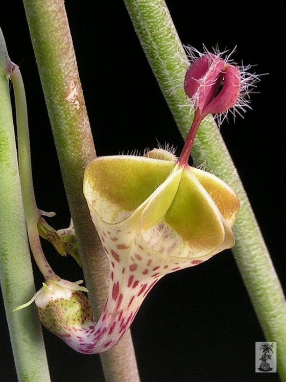 ceropegia-haygarthii.jpg