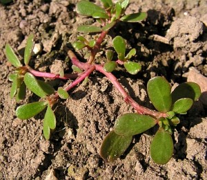 Portulaca oleracea subsp.sativa 