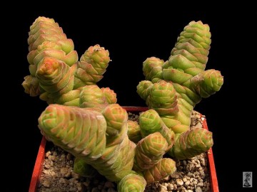 crassula-columella,-gembokvlei,-rsa.jpg