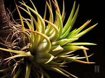 s---tillandsia-ionantha.jpg