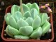 echeveria-elegans-_albicans_.jpg