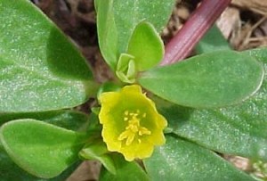 Portulaca oleracea subsp.sativa - květ