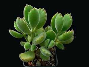 Cotyledon tpmentosa