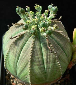 Euphorbia obesa