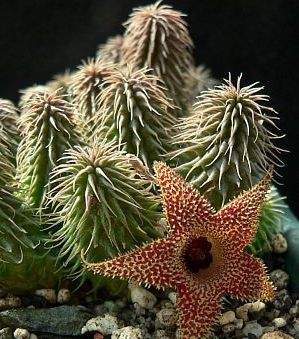 Huernia pillansii