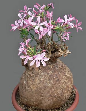 pachypodium-succulentum.jpg