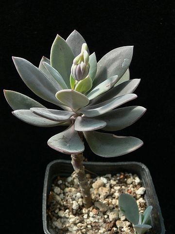 senecio-sempervivus-ssp.grantii.jpg