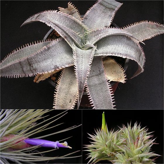 Dyckia marnier-lapostollei, Tillandsia magnusiana, Deuterocohnia chlorantha