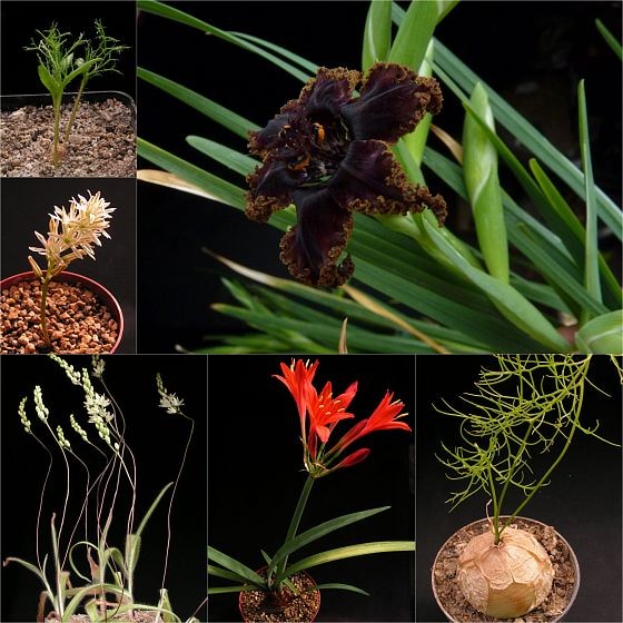 Eriospermum cervicorne, Eriospermum paradoxum, Ferraria crispa, Ornithogalum hispidum, Cyrtanthus montanus, Bowiea volubilis