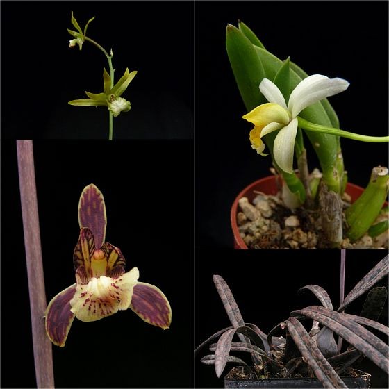 Eulophia graminea, Laelia fournierii, Oeceoclades decaryana květ, Oeceoclades decaryana