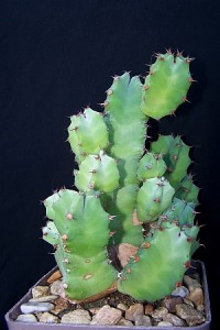 Euphorbia resinifera