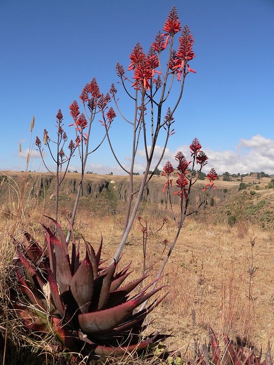 Aloe debrana Dinbaro.jpg