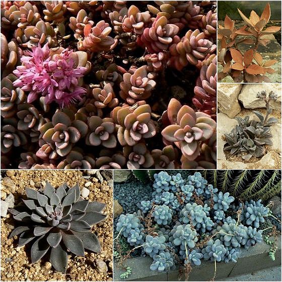 Sedum pluricaule, Kalanchoe orgyalis, Lenophyllum guttatum, Graptopetalum rusbyi, Pachyphytum oviferum