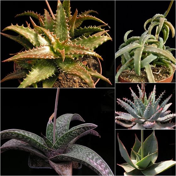 Aloe dorotheae, Aloe dinteri, Aloe milotii, Aloe pratensis, Aloe imalotensis