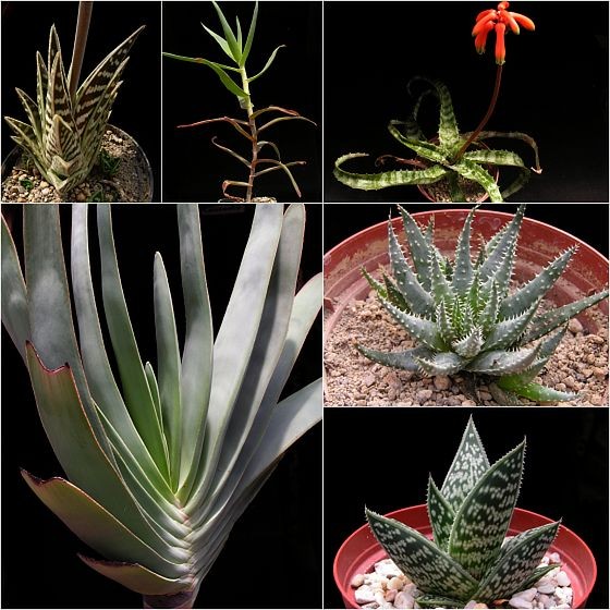 Aloe variegata, Aloe tenuior, Aloe propagulifera, Aloe plicatilis, Aloe florance, Aloe sladeniana