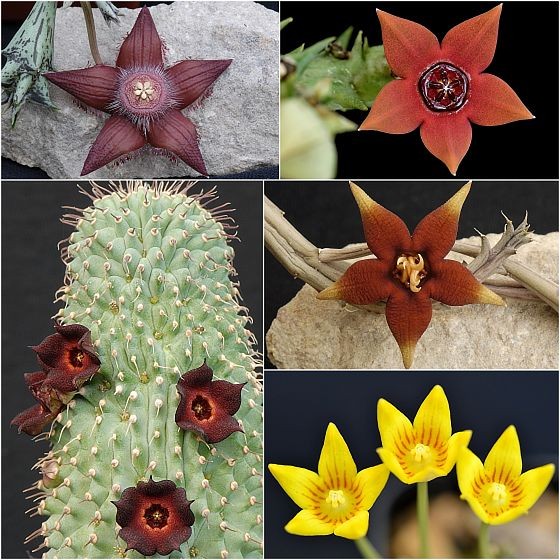 Duvalia sulcata, Orbea gilbertii, Hoodia pilifera, Piaranthus atrosanguineus, Socotrella dolichocnema