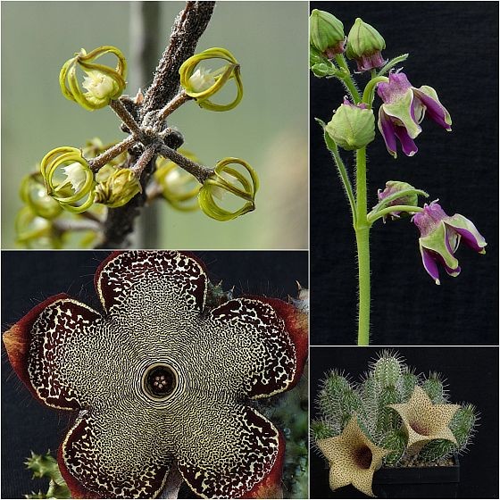 Cynanchum marnierianum, Edithcolea grandis, Pentagonanthus grandiflorus, Tavaresia barklyi