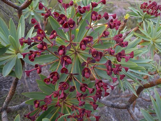 Euphorbia atroperpurea v Santiagu del Teide