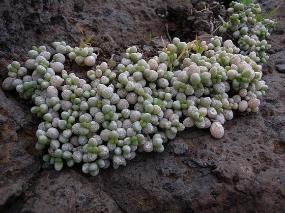 Monanthes laxiflora v pohoří Teno