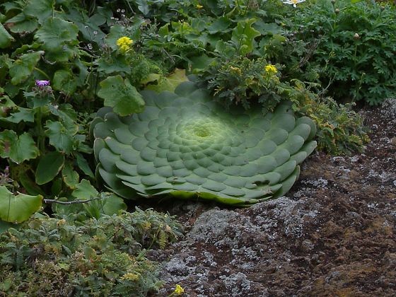 Největší Aeonium tabuliforme mělo v průměru asi 25 cm