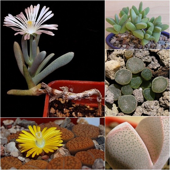 Ebracteola fulleri, Lithops hookeri v. marginata, Ruschia albiflora, Frithia pulchra v. minor, Dinteranthus microspermus ssp. puberulus PV 230