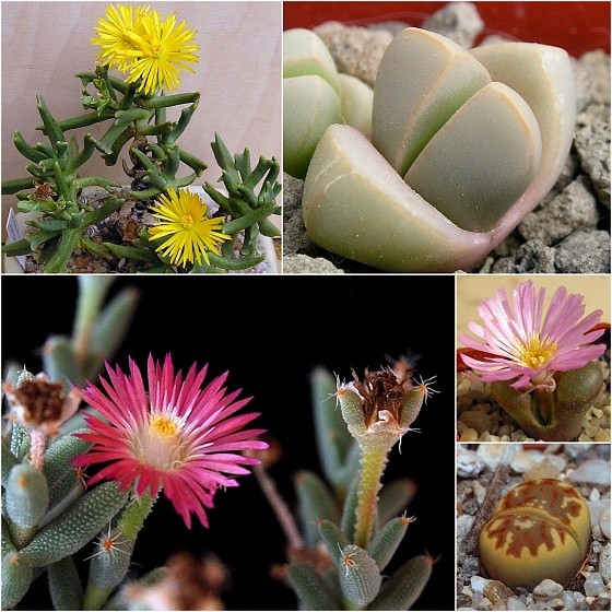 Rhombophyllum nelii, Lapidaria margarethae PV 763, Trichodiadema rogersii, Opthalmophyllum, Lithops dorotheae C 300