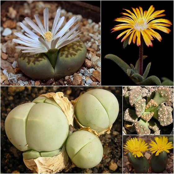 Lithops julii 'Fullergreen' C056A, Trichodiadema decorum, Gibbaeum heathii, Titanopsis calcarea PV 630, Conophytum