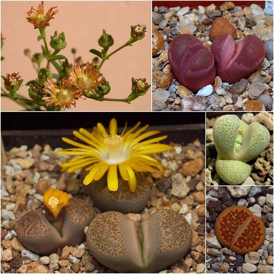 Mestoklema arboriforme, Lithops optica 'Rubra' C 287, Lithops terricolor C 131, Pleiospilus nelii, Lithops hallii v. hallii C 094