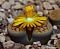 lithops-schwantesii-ssp.-schwantesii-v.-urikosensis_mini.jpg