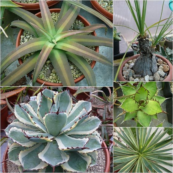 Agave nizandensis, A. potatorum variegata, Beaucarnea gracilis, A. horrida, Yucca gloriosa variegata