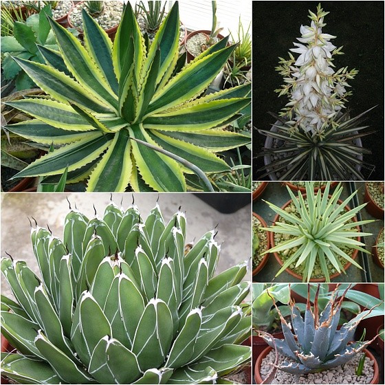 A. lophantha 'Quadricolor', A. victoriae-reginae, Y. filamentosa variegata, A. rzedowskiana, A. utahensis v. nevadensis