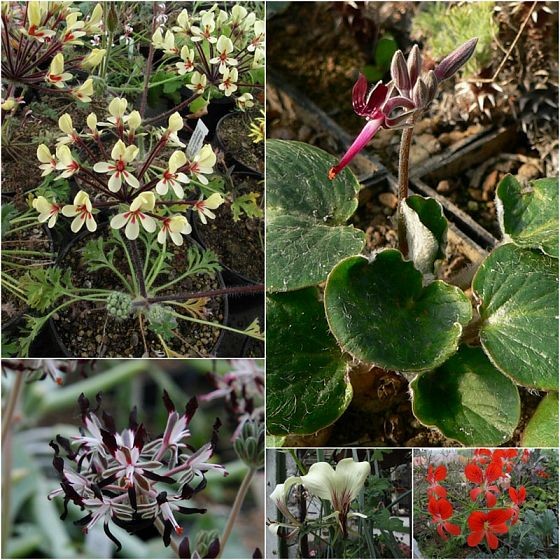 Pelargonium caroli-henrici, P. auritum ssp.auritum, P. asarifolium, P. tetragonum Yellow, P. fulgidum x oblongatum - všechna fota Jaroslav Hušner